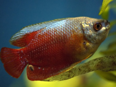 Dwarf gourami