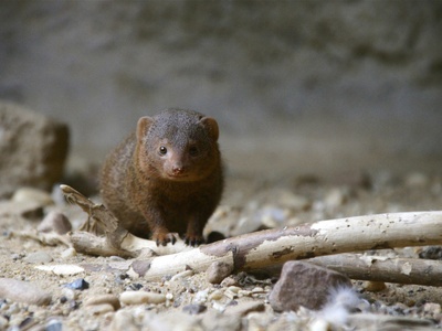 Dwarf Mongoose