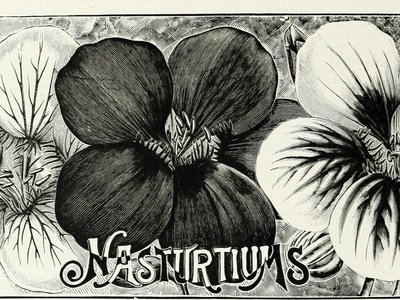 Dwarf Nasturtium
