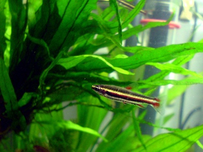 Dwarf Pencilfish
