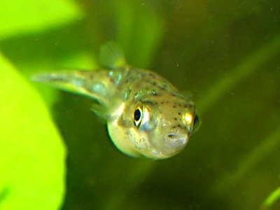 Dwarf puffer