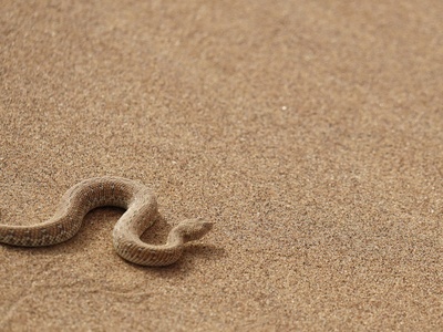Dwarf Sand Snake