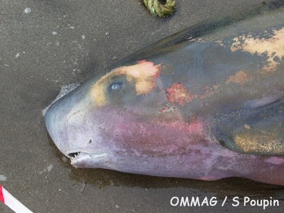 Dwarf sperm whale