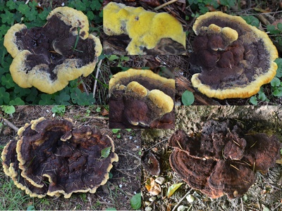 Dyer's Polypore