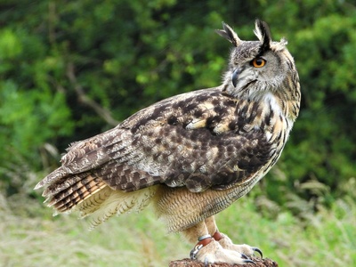 Eagle-owl