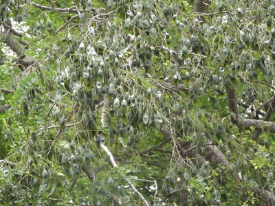 East Indian rosewood