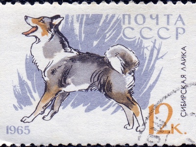 East Siberian Laika