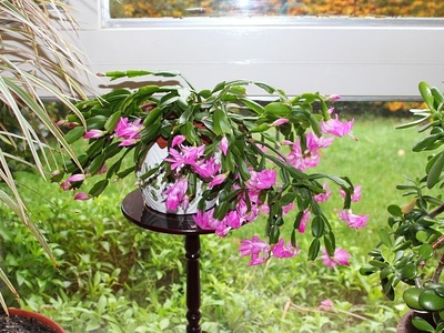 Easter Cactus
