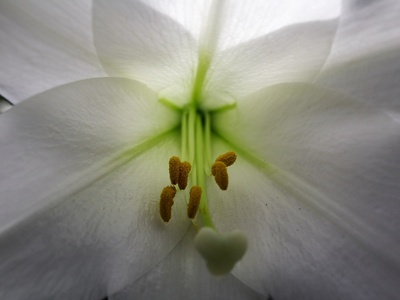 Easter Lily