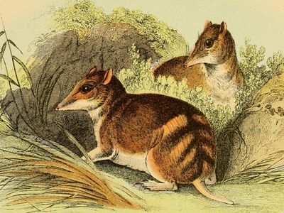 Eastern Barred Bandicoot