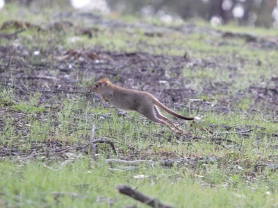 Eastern Bettong