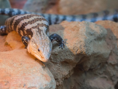 Eastern Blue-tongued Skink
