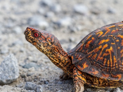 Eastern Box Turtle