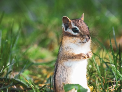 Eastern Chipmunk