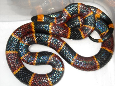 Eastern coral snake