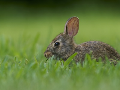 Eastern Cottontail