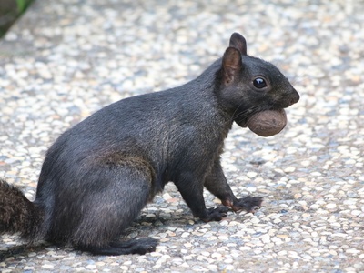 Eastern gray squirrel