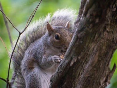 Eastern Gray Squirrel
