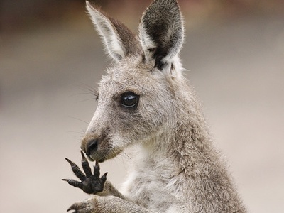 Eastern Grey Kangaroo