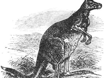 Eastern grey kangaroo