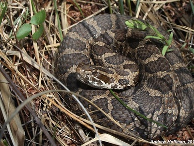 Eastern Massasauga