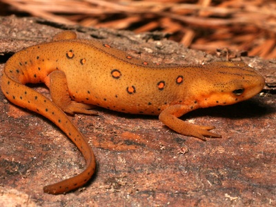 Eastern newt