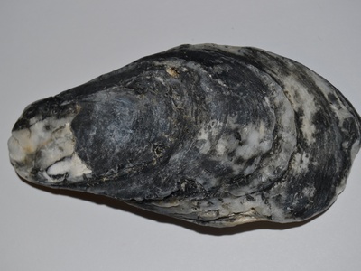 Eastern oyster
