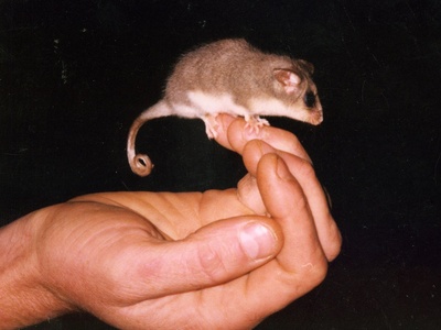 Eastern Pygmy Possum