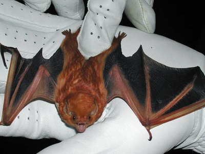 Eastern Red Bat
