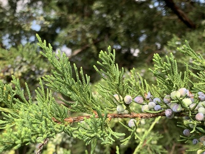 Eastern red cedar