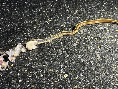 Eastern Ribbon Snake