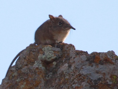 Eastern Rock Elephant Shrew