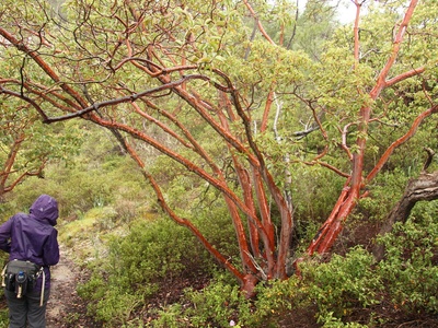 Eastern Strawberry Tree