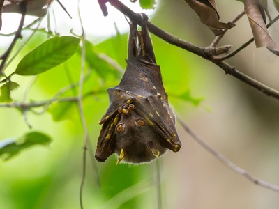 Eastern Tube-nosed Bat