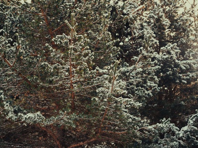 Eastern White Cedar