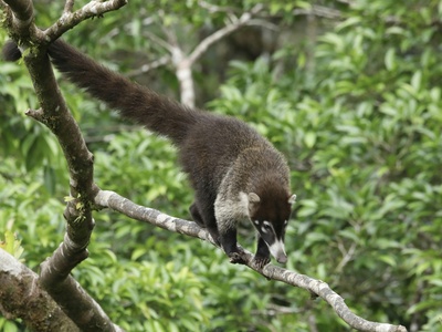 Eastern Woolly Lemur