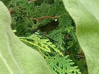 Ebony Jewelwing
