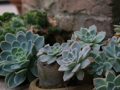 Echeveria