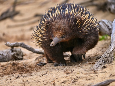 Echidna