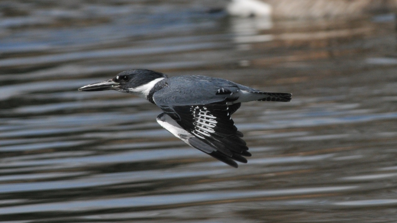 Kingfisher perched by a river holding a small fish, illustrating its ecological role.
