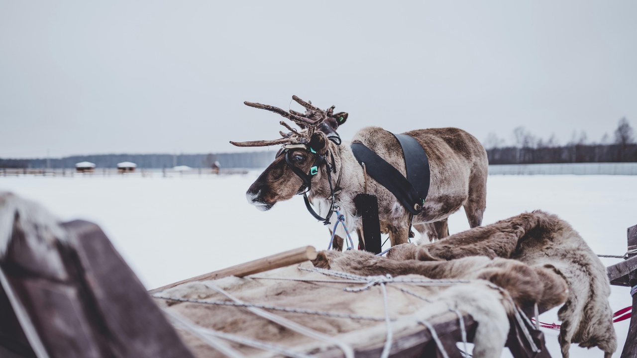 Sámi herder with reindeer on the tundra