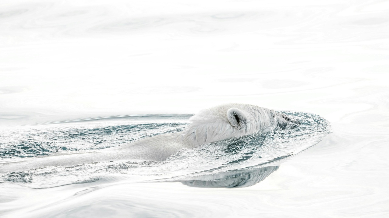 Beluga surfacing through sea ice with integrated prey and ice habitat in background.