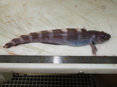 Eelpout