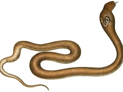 Egyptian Cobra