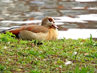 Egyptian Goose