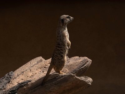 Egyptian Mongoose