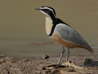 Egyptian Plover