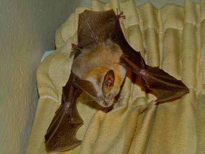 Egyptian slit-faced bat