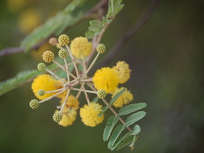 Egyptian Thorn