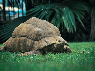 Egyptian tortoise